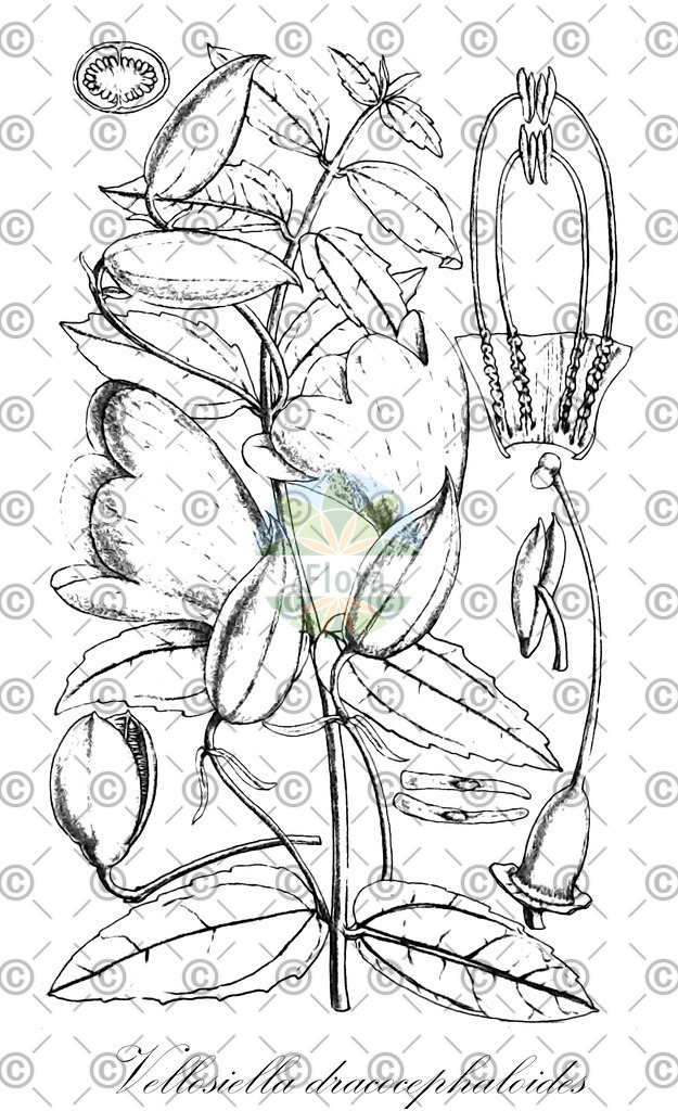 HistAbb_wfo-0001131511_1_ENZY_Simple | Historische Abbildung von Vellosiella dracocephaloides - Orobanchaceae | Historical Illustration of Vellosiella dracocephaloides - Orobanchaceae