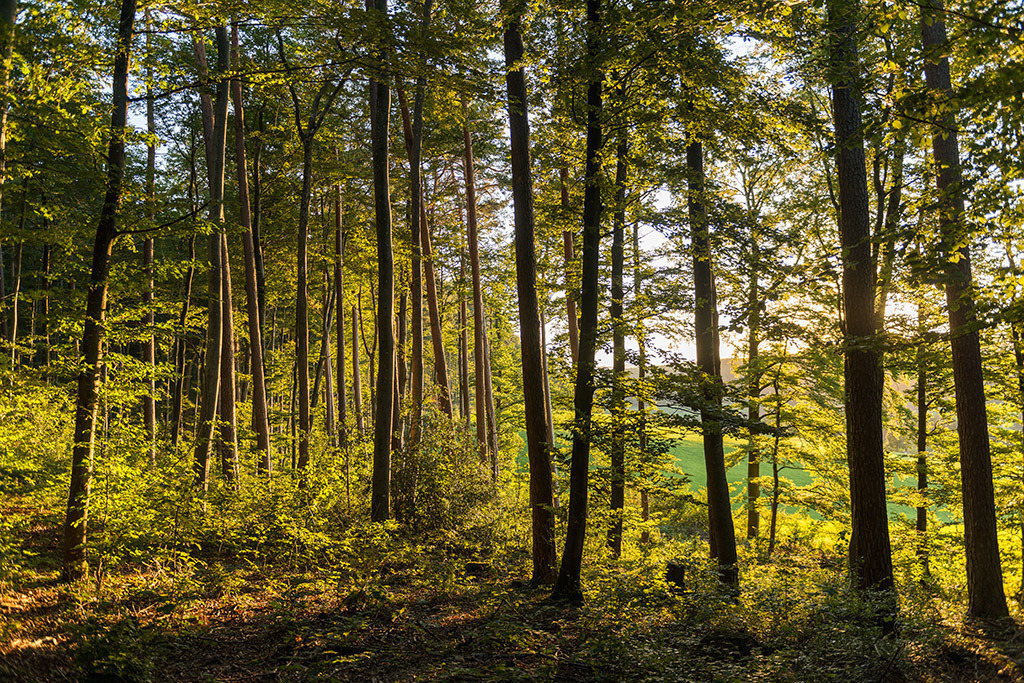 Grüner Wald | Fotos mit schönen Motiven aus der Region Basel. - Realisiert mit Pictrs.com