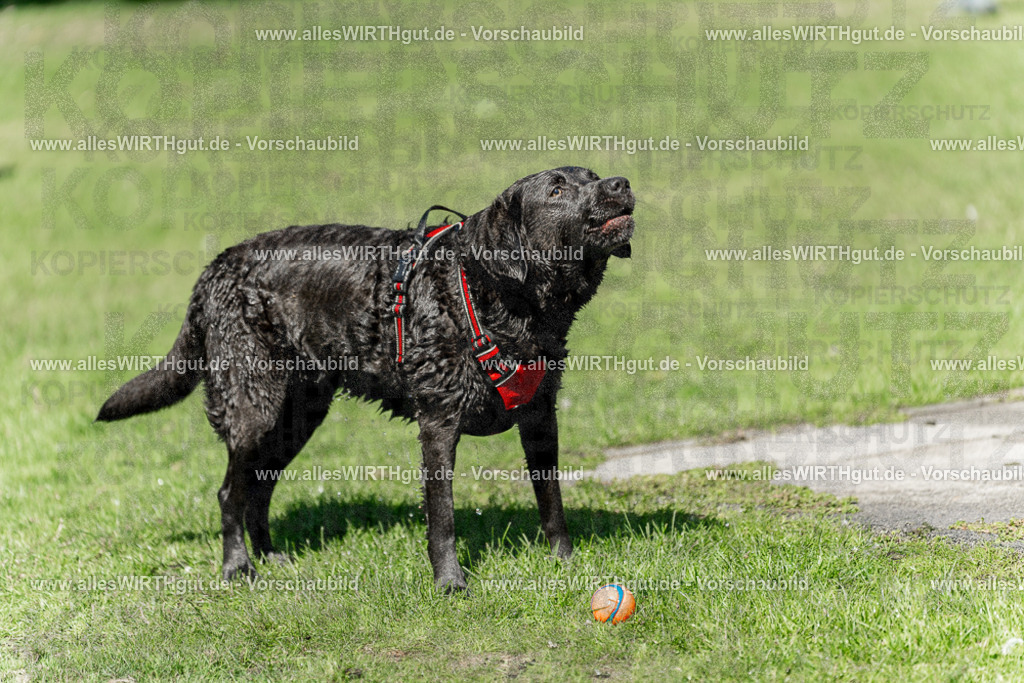 Hundeschwimmen_Volksbad_2026-allesWIRTHgut_Tierfotografie-2609061239-114927-7R500088 | Professionelle Tierfotografie in Mönchengladbach von Daniel Wirth (allesWIRTHgut). Liebevolle & natürliche Bilder von Hunden & Katzen für unvergessliche Erinnerungen.