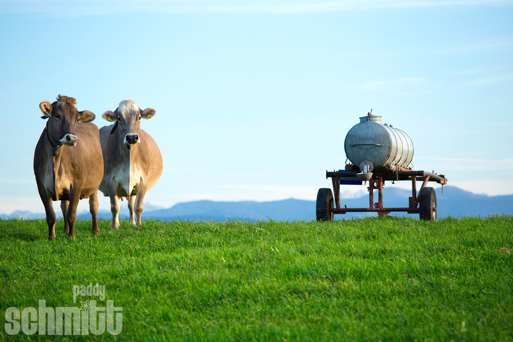PS-Tiere-2026-46 | Entdecke die größte Bildgalerie der Region mit Fotografien aus dem Allgäu, der Bodenseeregion, Oberschwaben, dem Donautal und der Schwäbischen Alb. Landschaften, Luftaufnahmen und Reisefotografie als Wandbild und Fotokunst. - Realisiert mit Pictrs.com