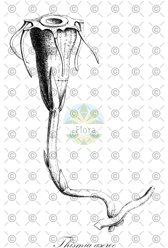 HistAbb_wfo-1200008001_1_ENZY_Simple | Historische Abbildung von Thismia aseroe - Burmanniaceae | Historical Illustration of Thismia aseroe - Burmanniaceae