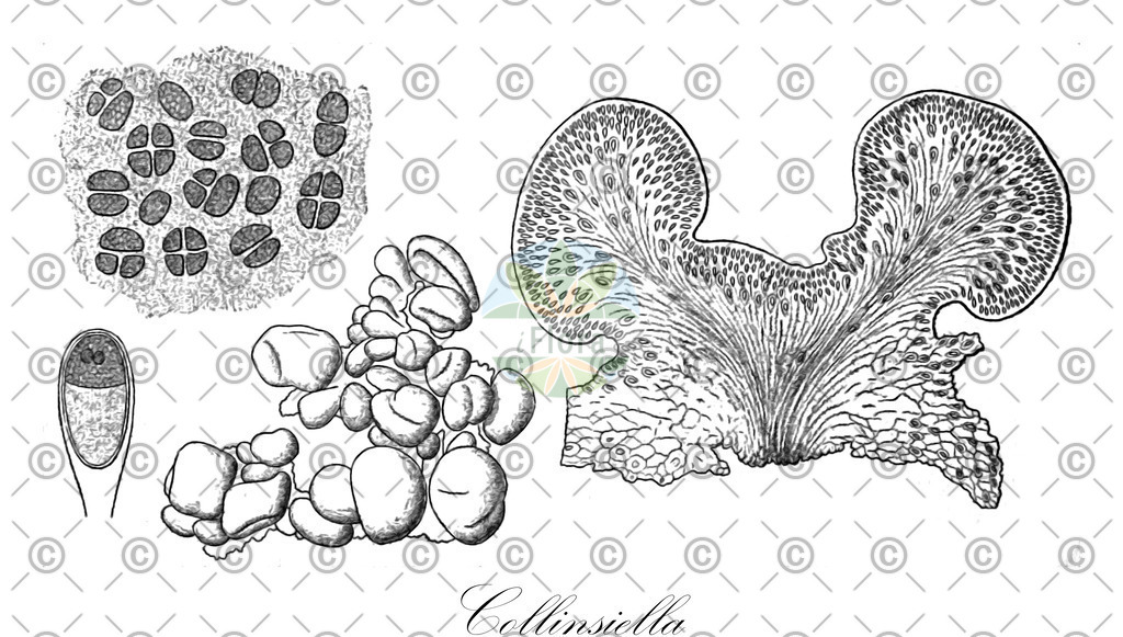 HistAbb_wfo-0000916928_1_ENZY_Simple | Historische Abbildung von Collinsiella - Collinsiellaceae (0) | Historical Illustration of Collinsiella - Collinsiellaceae (0)