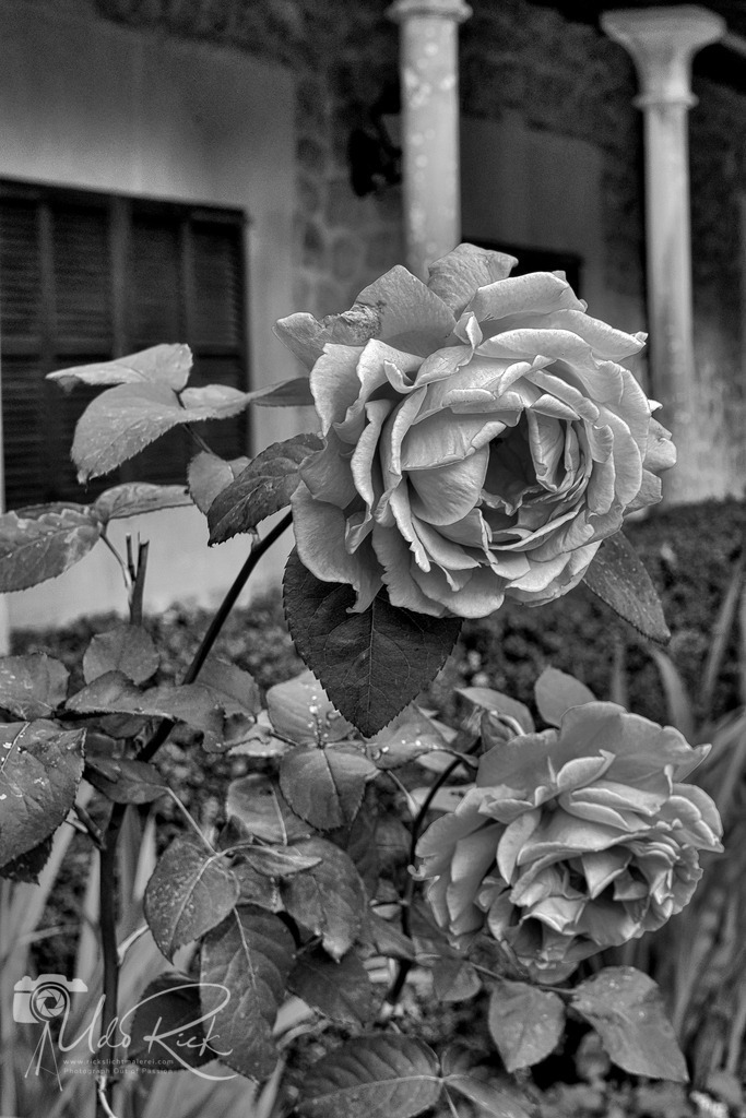 Rose_SW | Entdecken Sie Fotografie aus Leidenschaft: Auftragsfotografie, HD-Fotos, Geschenkartikel aus Ihren Bildern und vieles mehr. Beauftragen Sie uns für besondere Momente!