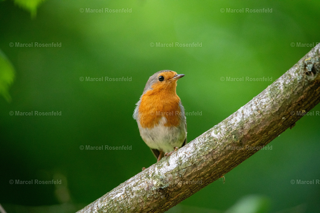 _DSC3377 | foto-rosenfeld