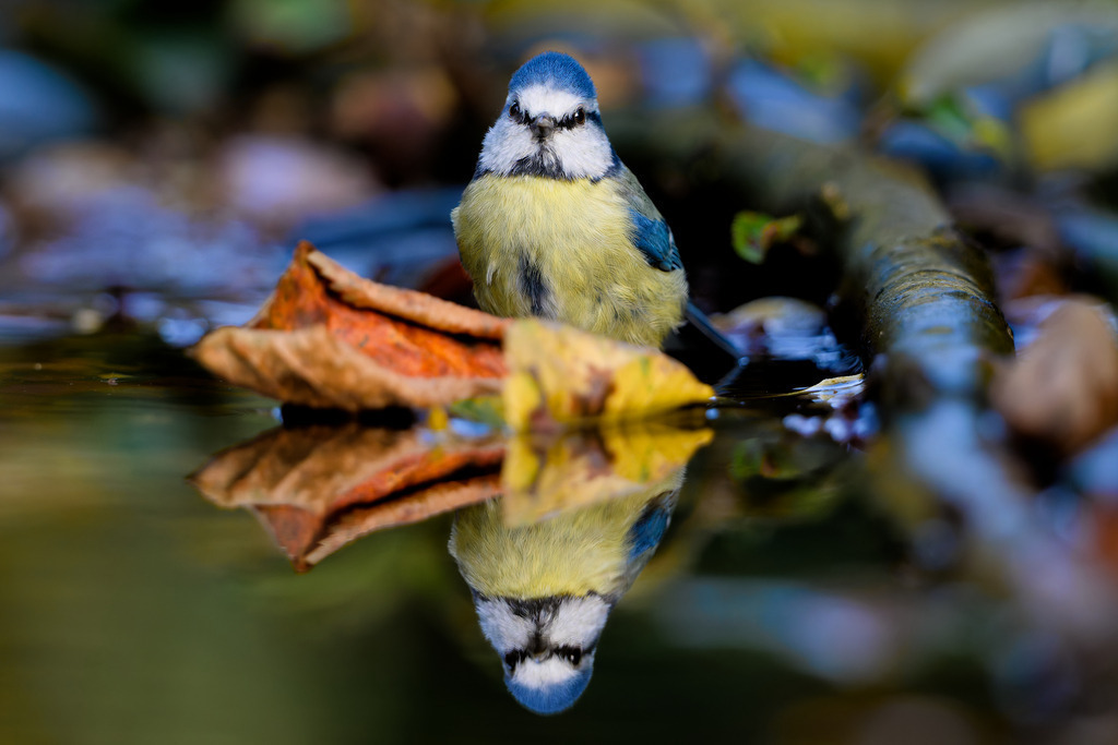 Blaumeise am Wasser im Herbstlicht – Perfekte Spiegelung im Detail | Eine Detailaufnahme einer Blaumeise (Cyanistes caeruleus) am Ufer eines Gewässers, aufgenommen in der Herbstzeit. Der kleine, farbenprächtige Singvogel mit seinem charakteristischen blauen Scheitel und leuchtend gelbem Bauch steht auf einem feuchten Untergrund neben einem orangefarbenen Herbstblatt. Die perfekte Wasseroberfläche spiegelt den Vogel symmetrisch und schafft eine beeindruckende, ruhige Szene. Die Farben des Herbstes – tiefes Blau, leuchtendes Gelb und Rostrot – treten dramatisch vor dem dunklen, unscharfen Hintergrund (Bokeh) hervor. Ideal für Naturfotografie, Vogelbeobachtung, Umweltprojekte und die Darstellung der Wildnis im Herbst.