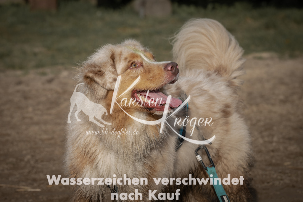 1037_ZZ98978 | kk-dogfotos