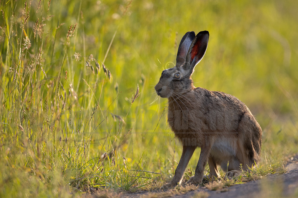 20220612191621-4 | Der Feldhase, kurz auch Hase genannt, ist ein Säugetier aus der Familie der Hasen. Die Art besiedelt offene und halboffene Landschaften. Das natürliche Verbreitungsgebiet umfasst weite Teile der südwestlichen Paläarktis; durch zahlreiche Einbürgerungen kommt der Feldhase heute jedoch auf fast allen Kontinenten vor. - Realisiert mit Pictrs.com
