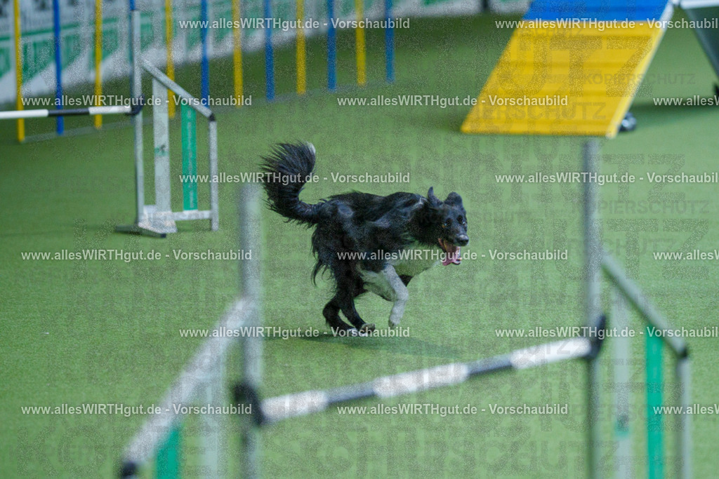 @allesWIRTHgut_Tierfotografie - www.allesWIRTHgut.de - 2604261529-7R505753 | Professionelle Tierfotografie in Mönchengladbach von Daniel Wirth (allesWIRTHgut). Liebevolle & natürliche Bilder von Hunden & Katzen für unvergessliche Erinnerungen.