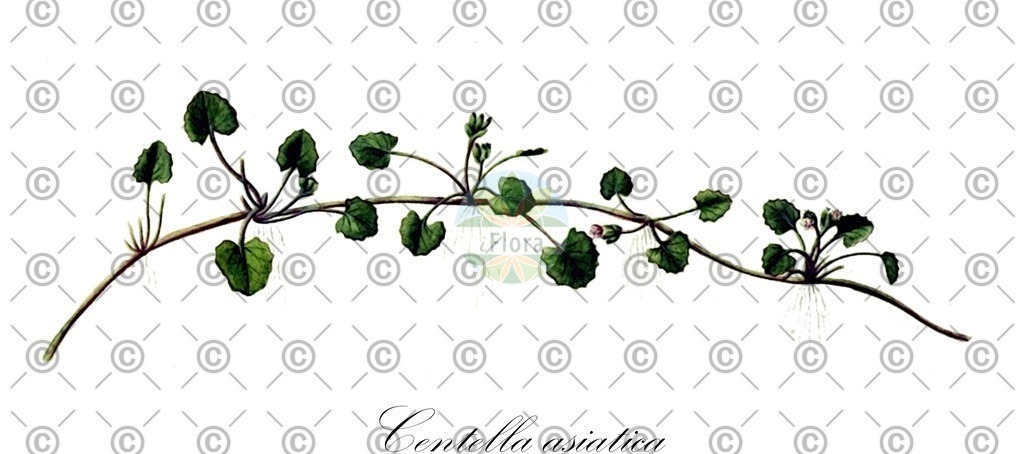 HistAbb_wfo-0000115316_1_ENZY_Simple | Historische Abbildung von Centella asiatica - Apiaceae | Historical Illustration of Centella asiatica - Apiaceae