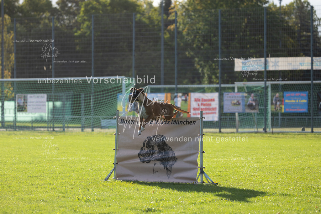 _16A4799 | Einzigartige Fotos von Hunden & Menschen –Actionfotos, Portraits, Vereinsaufnahmen & Paarshootings – authentisch, lebendig & mit Herz.