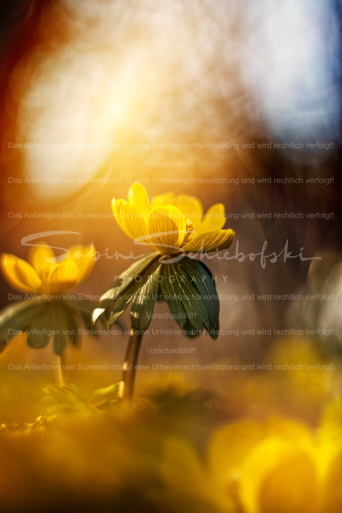 Tanz in den Morgen | Ein winterling sticht aus der menge hervor und reckt sich in die Morgensonne - Realisiert mit Pictrs.com