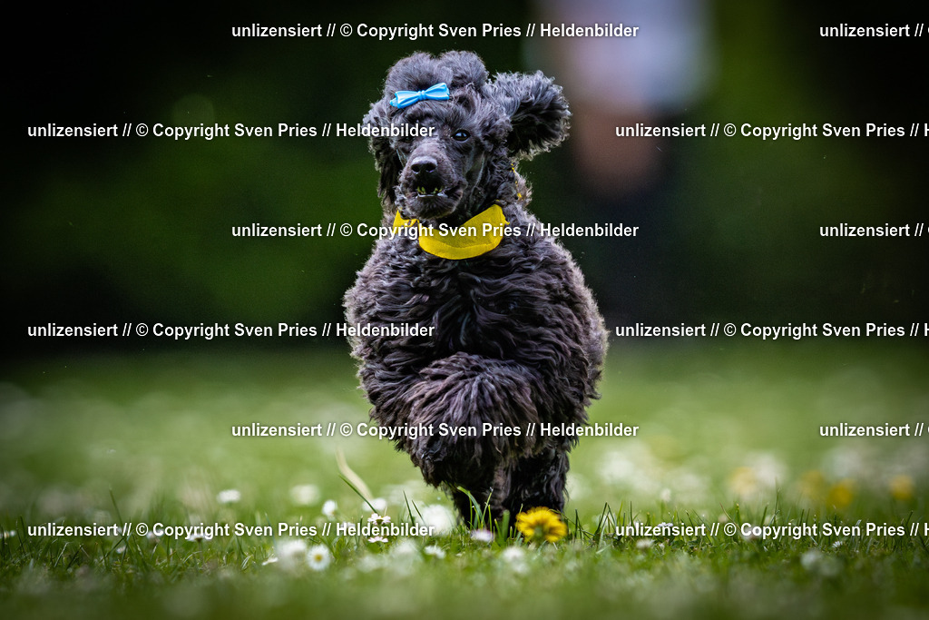 Sven Pries | 2025-05-29 - Pudelrennen KA-Durlach - Realisiert mit Pictrs.com