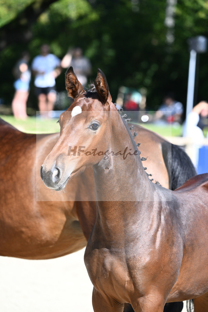 Praesentation Auktionsfohlen_36230168 | hf-fotografie - Realisiert mit Pictrs.com