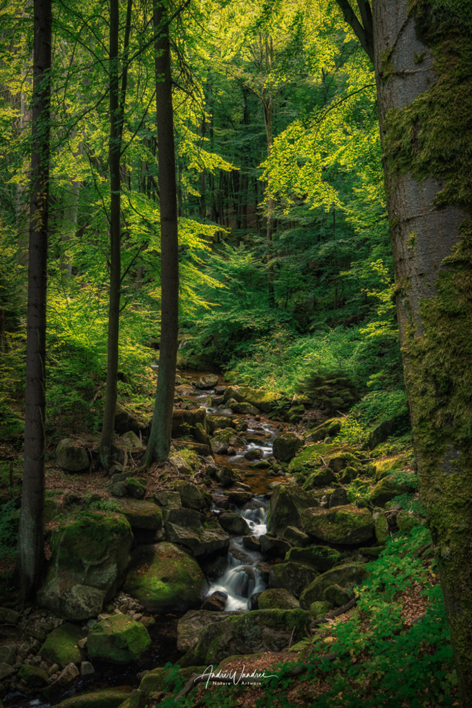 Waldlandschaft | Andre Wandrei - Nature Artworx - Realisiert mit Pictrs.com