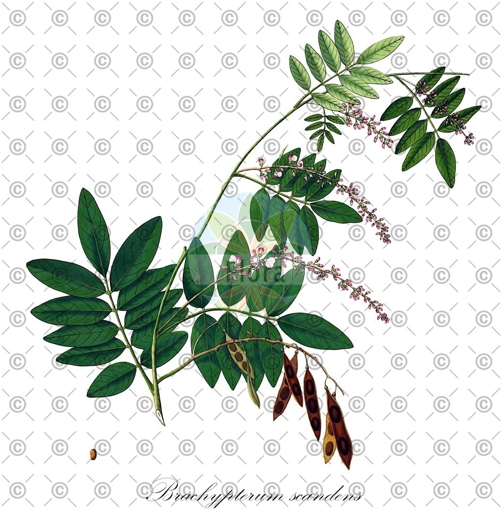 HistAbb_wfo-0001329543_1_ENZY_Simple | Historische Abbildung von Brachypterum scandens - Fabaceae | Historical Illustration of Brachypterum scandens - Fabaceae