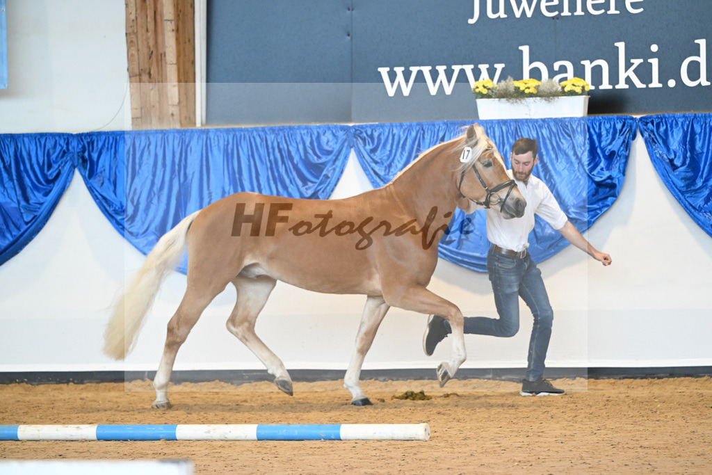 Kat-Nr. 17 nn v. Steingold_Stange_60220739 | hf-fotografie - Realisiert mit Pictrs.com