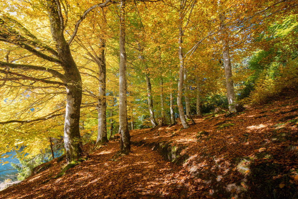 Chatzensee | Herbst - Realisiert mit Pictrs.com