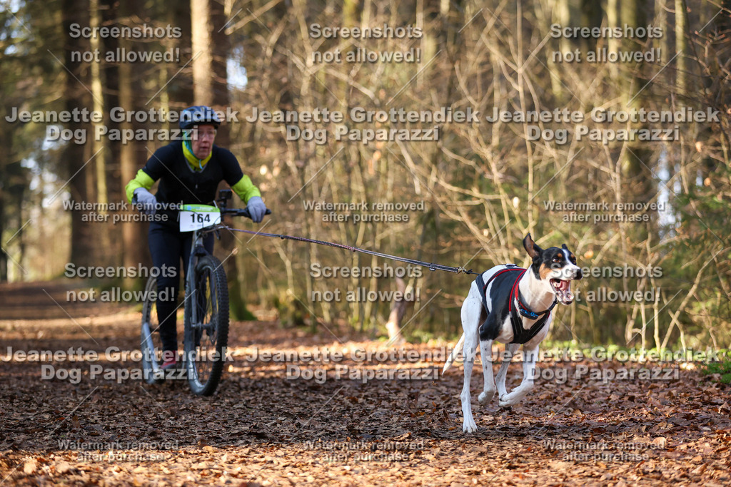 Dog Paparazzi - VCC26-894 | Dog Paparazzi Jeanette Grottendiek Fotografie & Videografie - Realisiert mit Pictrs.com