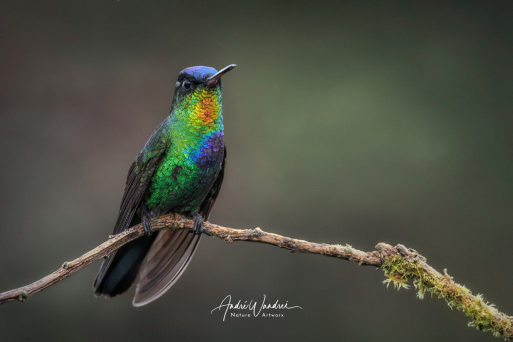 Feuerkehlkolibri am Ausguck | Andre Wandrei - Nature Artworx - Realisiert mit Pictrs.com