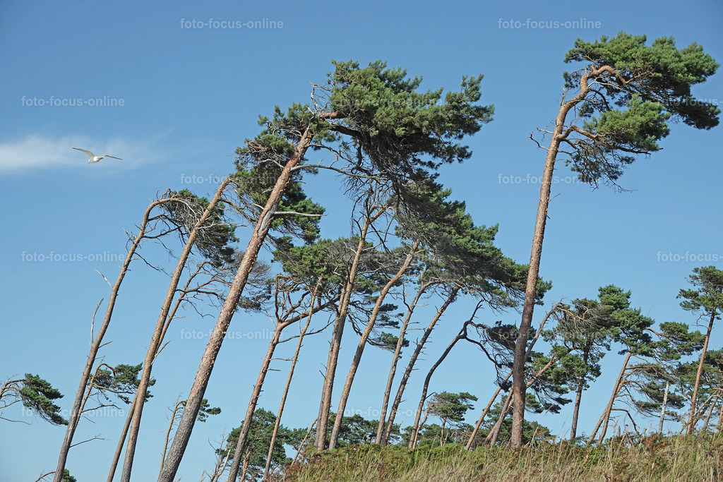 Windswept trees | wind escaper trees in sunny weather