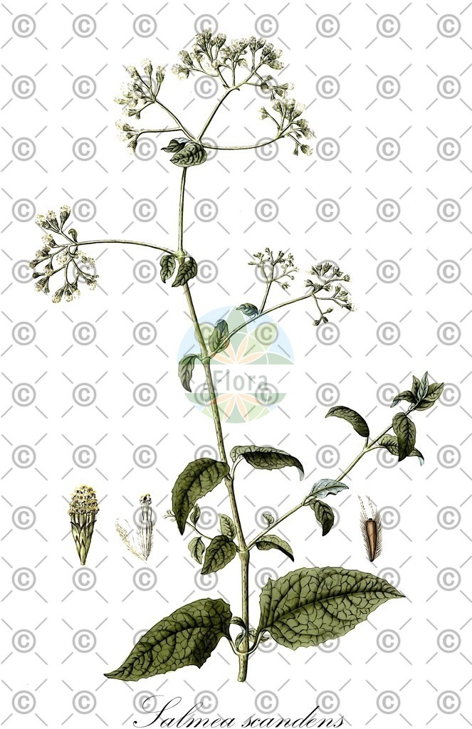 HistAbb_wfo-0001242094_1_ENZY_Simple | Historische Abbildung von Salmea scandens - Asteraceae | Historical Illustration of Salmea scandens - Asteraceae