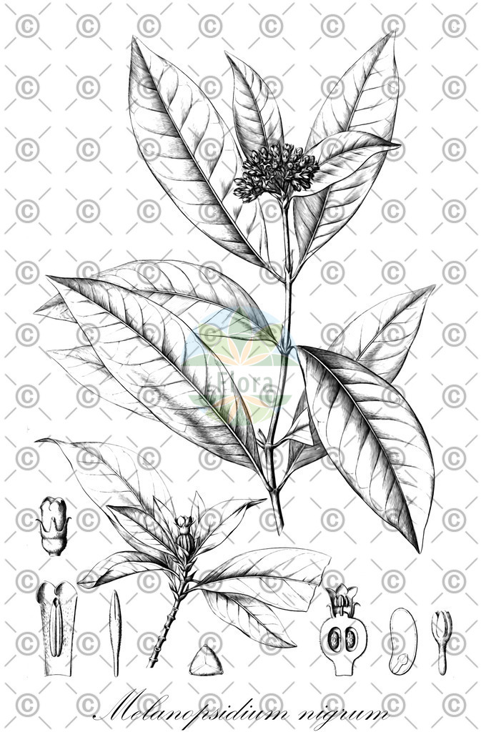 HistAbb_5NKS_1_ENZY_Simple | Historische Abbildung von Melanopsidium nigrum - Rubiaceae | Historical Illustration of Melanopsidium nigrum - Rubiaceae