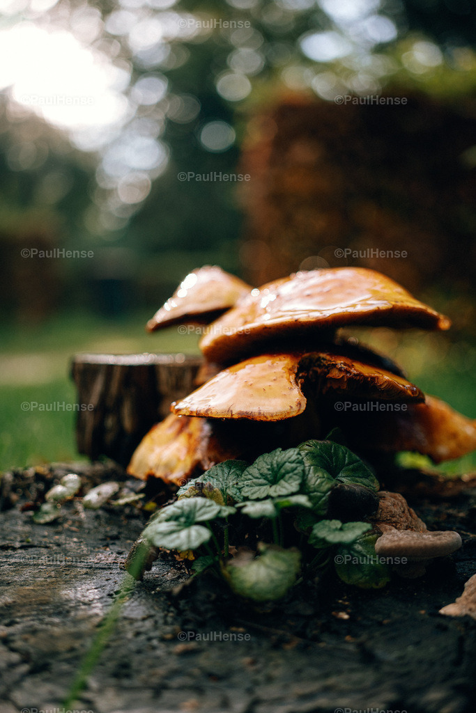 20221020_PaulHense_S0028_DSC00081 | paulhense - Realisiert mit Pictrs.com