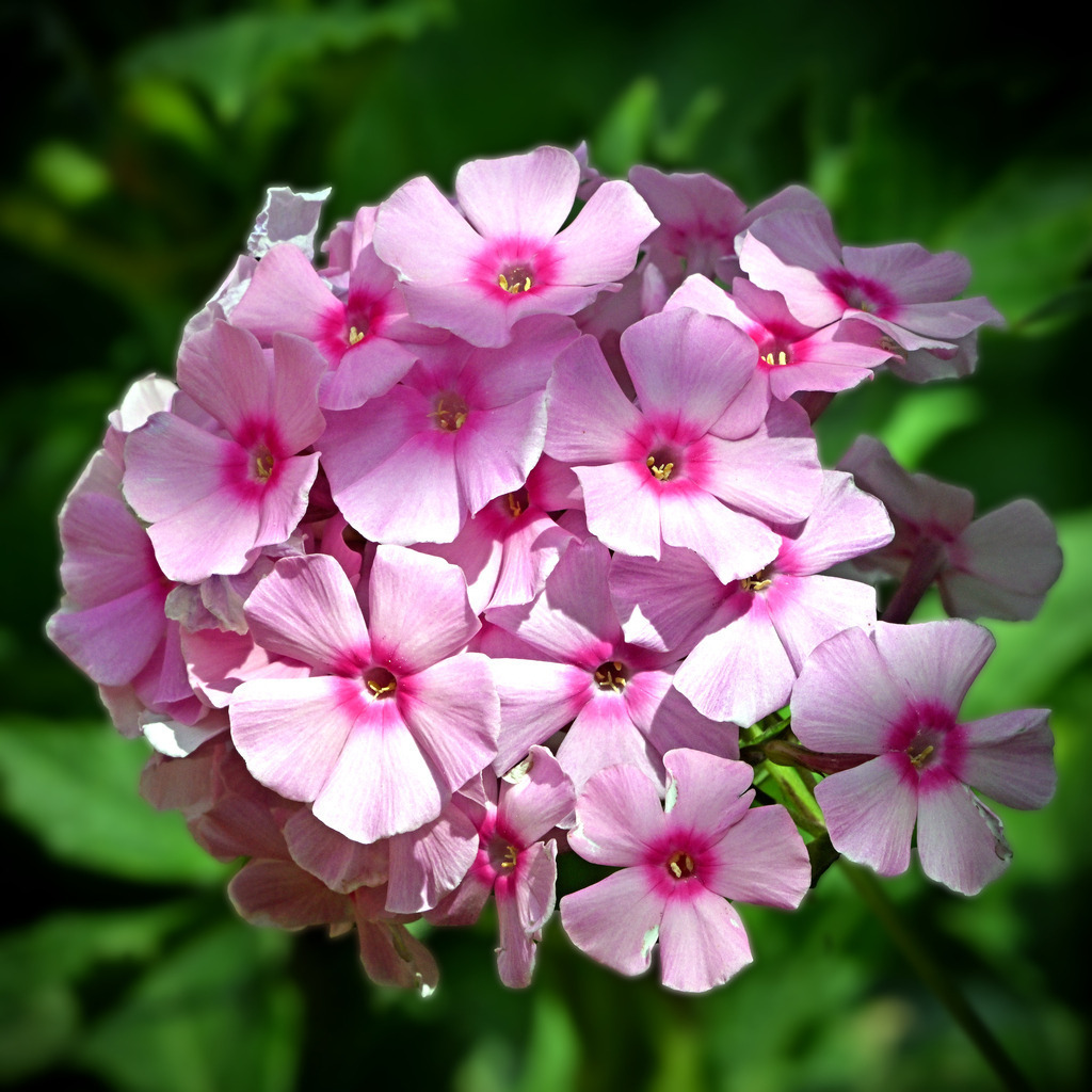 Phlox01q-260810 | greenwatching-with-luci - Realisiert mit Pictrs.com