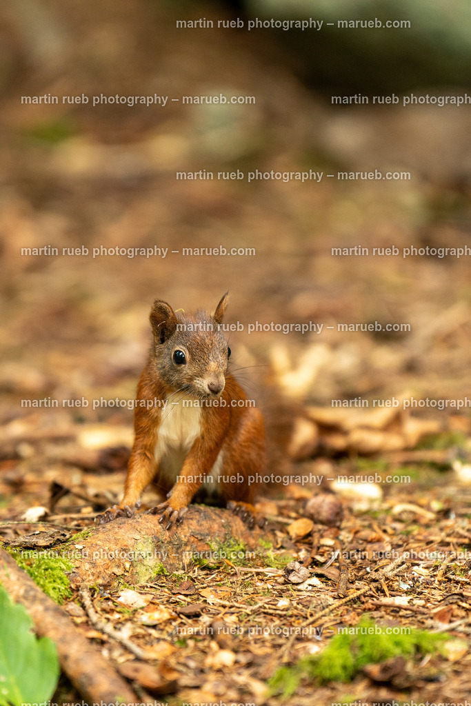 Squirrel's Playground (vertical) | Squirrel in it's natural habitat - Realisiert mit Pictrs.com