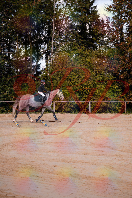 2026_10_03_Siefer-Hof_145034_Z81_28654942 | Professionelle Reitsport-, Turnier- und Eventfotografie von Robert Broda. Galerien mit ausgewählten und bearbeiteten Bildern direkt online ansehen und bestellen.