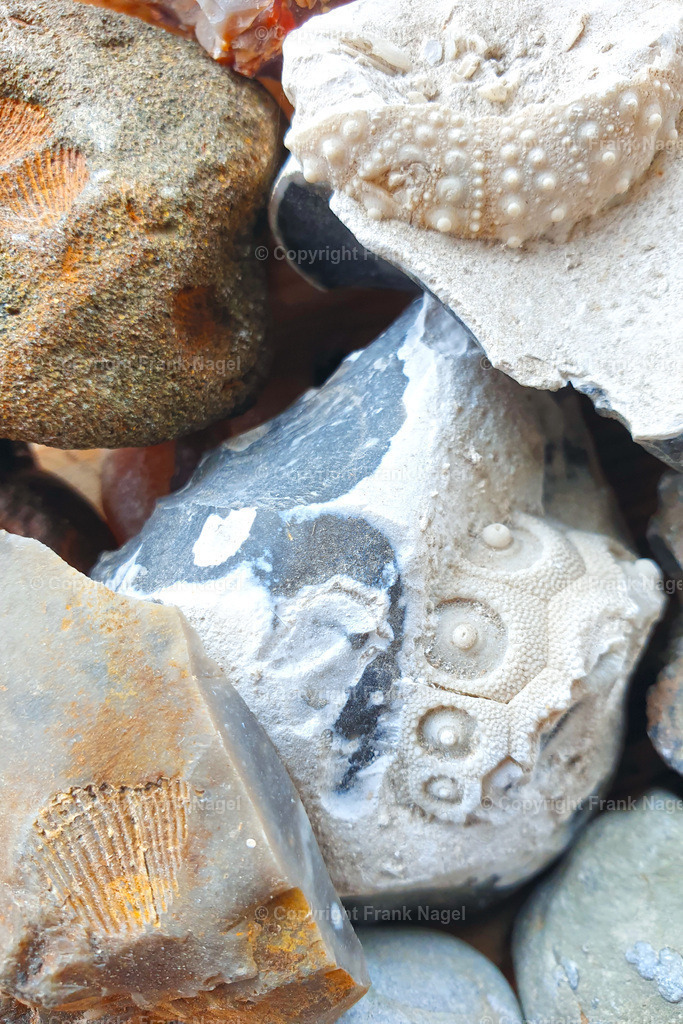 Fossilien_Seeigel | dataxp - Realisiert mit Pictrs.com