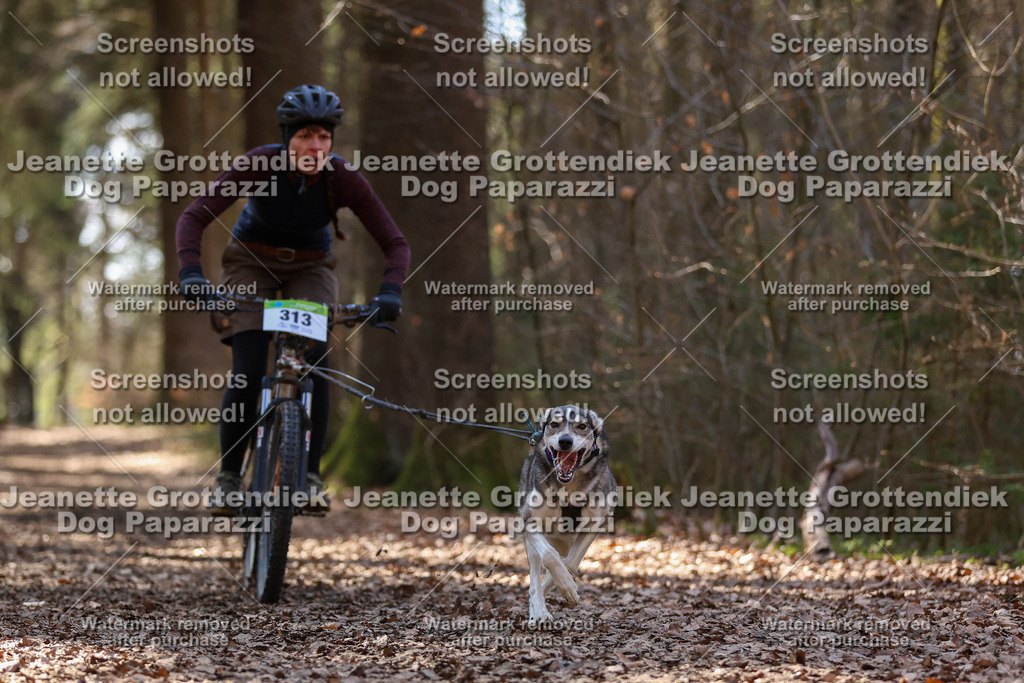 Dog Paparazzi - VCC26-1379 | Dog Paparazzi Jeanette Grottendiek Fotografie & Videografie - Realisiert mit Pictrs.com