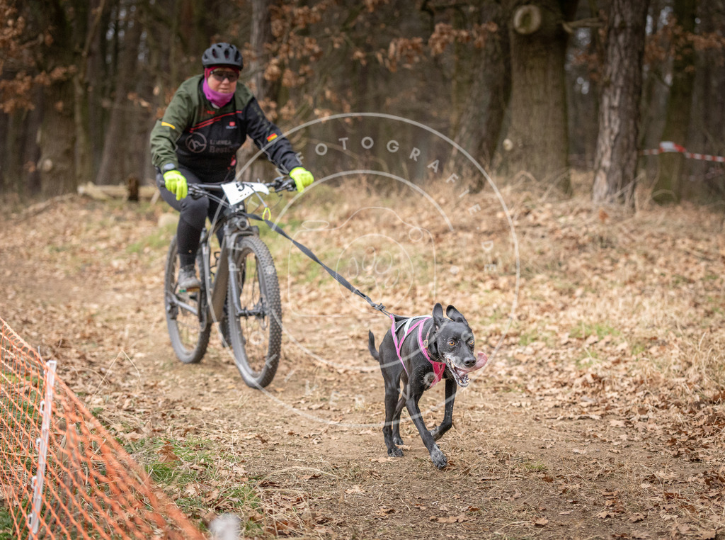 Pfotenfotografie_DV3A1929 | Hundefotografie, Tierfotograf, Pfotenfotografie, Fotoshooting Hund, Hunde Portrait, Hundesport, Hundeportraits, Heideshooting, Hunde, Sportfotograf, Hundefotograf, Turnierhundsport, THS,  - Realisiert mit Pictrs.com