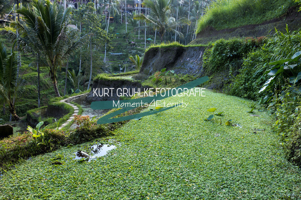 230720-1315 - Kopie | onlinegalerie und Fotoshop Kurt Gruhlke Fotograf Berlin
Hochzeitsfotograf Eventfotograf Portraitfotografie
 - Realisiert mit Pictrs.com