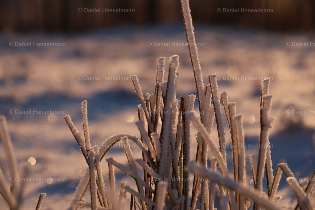 162A3868 | Hier finden Sie Poster, Leinwandfotos sowie viele weitere Fotoprodukte mit Motiven aus dem Schwarzwald, aus Freiburg und dem Kaiserstuhl zum Download und zum Bestellen.  - Realisiert mit Pictrs.com