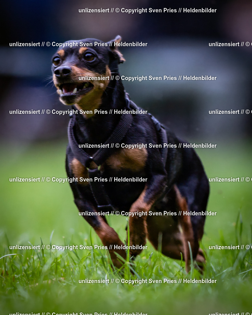 Sven Pries | 2024-10-19 - Hunderennen Ober-Grombach - Realisiert mit Pictrs.com