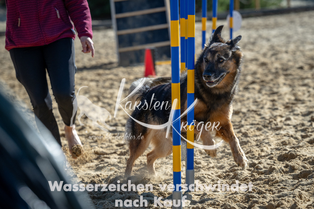 1155_ZZ92432-2 | kk-dogfotos