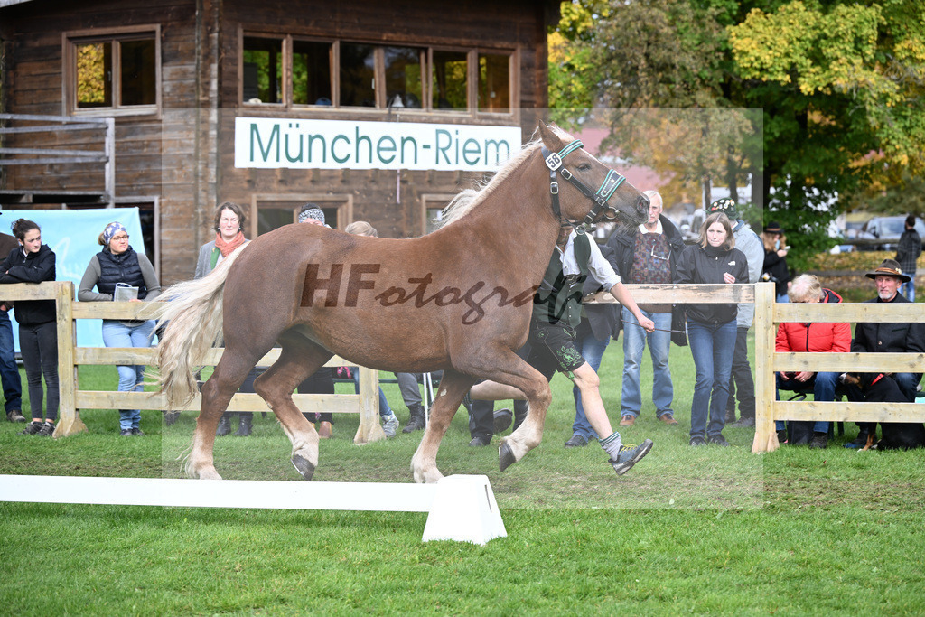 Kat-Nr. 58 Polly v. Sandro_Schmalzl_41251295 | hf-fotografie - Realizzato con Pictrs.com