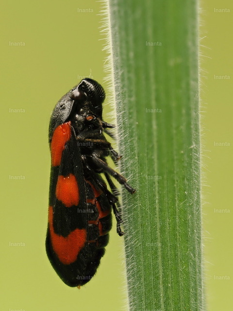 Gemeine Blutzikade (Cercopis vulnerata) | Die Gemeine Blutzikade (Cercopis vulnerata) ist eine 9–11 mm große, auffällig rot-schwarz gezeichnete Schaumzikade. Sie gehört zur Gruppe der Zikaden und wird häufig auf Wiesen und an Gebüschen beobachtet. –  – The Common Froghopper (Cercopis vulnerata) is a 9–11 mm striking red-and-black spittlebug. It belongs to the true bugs (Hemiptera) and is commonly seen in meadows and on shrubs. - Realisiert mit Pictrs.com