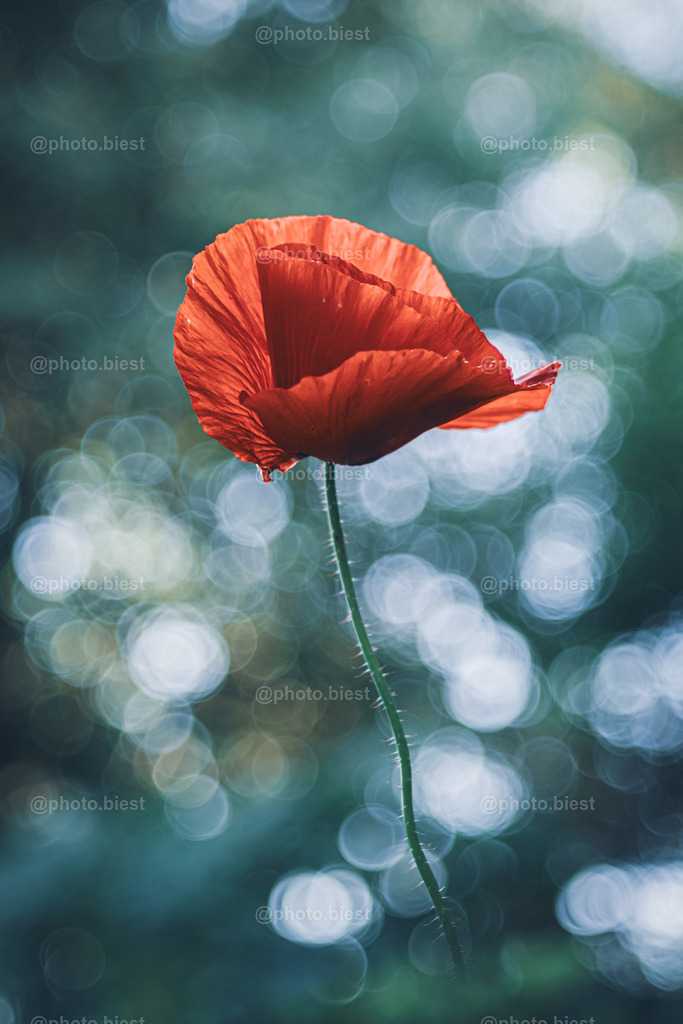 IMGC6892 | photobiest - Realisiert mit Pictrs.com