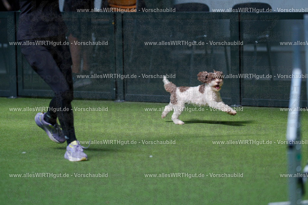 @allesWIRTHgut_Tierfotografie - www.allesWIRTHgut.de - 2604261451-7R503874 | Professionelle Tierfotografie in Mönchengladbach von Daniel Wirth (allesWIRTHgut). Liebevolle & natürliche Bilder von Hunden & Katzen für unvergessliche Erinnerungen.
