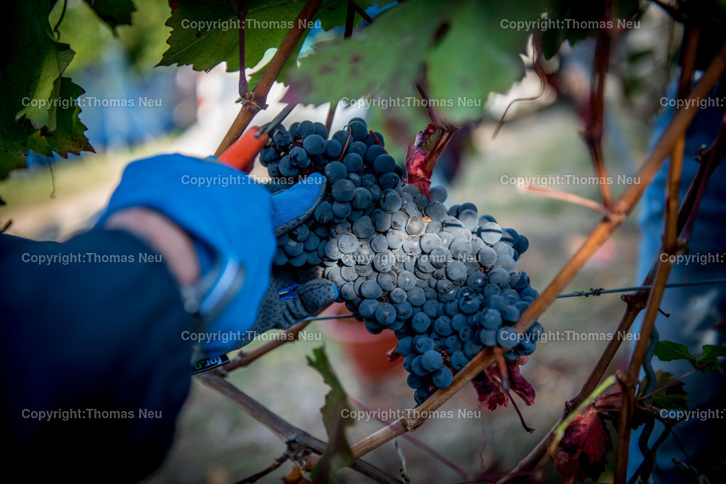 BA_Lesestoff_Thomas_Neu_24 | Thema Wein, Weinlese, ,, Bild: Thomas Neu