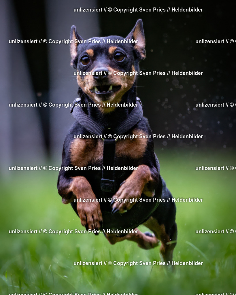 Sven Pries | 2024-10-19 - Hunderennen Ober-Grombach - Realisiert mit Pictrs.com