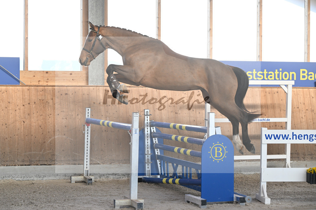 Kat-Nr. 31 Securus Eickenrode v. Eldorado v d Zeshoek_Roberta_14262065 | hf-fotografie - Realisiert mit Pictrs.com