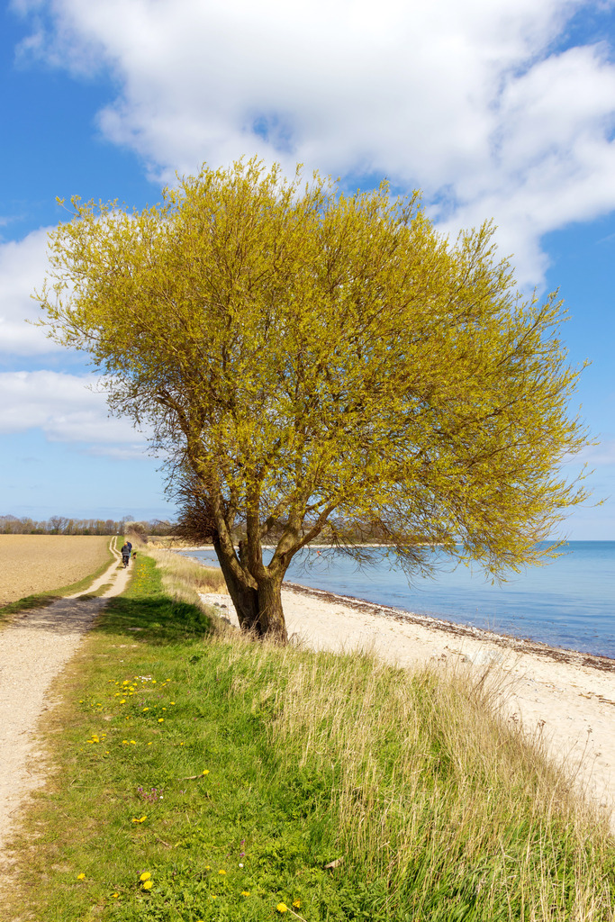 Wandbild: Frühlingstag an der Ostsee | Ein traumhafter Frühlingstag an der Ostsee: Direkt am Strand erhebt sich ein Baum mit zartgrünen Blättern, während ein kleiner Weg sich durch die Küstenlandschaft schlängelt. Die sanfte Brise trägt die Ruhe des Meeres heran, und die Sonne taucht die Szene in ein warmes Licht. Dieses Wandbild bringt die Leichtigkeit und das Urlaubsgefühl der Ostsee direkt in Ihr Zuhause – perfekt für Naturliebhaber und Menschen, die sich täglich eine kleine Auszeit gönnen möchten. - Realisiert mit Pictrs.com