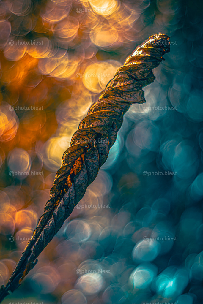 Die Herbstfackel | Ein verwelktes, eingerolltes Kastanienblatt. Im Hintergrund ein stimmungsvoll eingefärbtes Bokeh (Hintergrund -wie immer- KEIN KI) - Realisiert mit Pictrs.com
