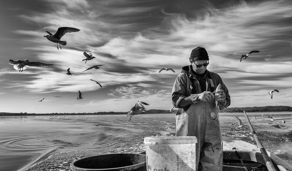 fischer-2020-075 | Matthias Nanz aus Schleswig ist einer der letzten Berufsfischer an der Schlei. Bei seinen Fangfahrten - hier Ende April auf der Großen Breite der Schlei - sind hungrige Möwen häufige Begleiter, immer in der Hoffnung auf Fischabfälle wie in diesem Fall Innereien ausgenommener Heringe. - Realisiert mit Pictrs.com