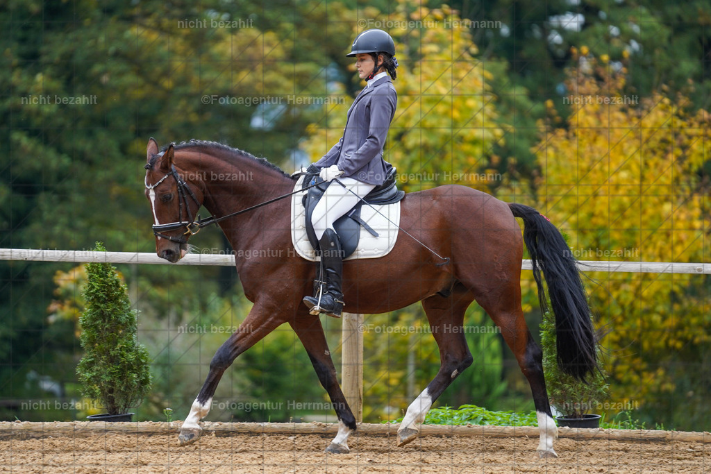 20221008-FAH01606 | Diessen am Ammersee, 2022, Dressur- und Springturnier, Reitsportbilder, Turnierfotografen Bayern, Pferdefotografen, Fotoagentur Herrmann, Turnierbilder