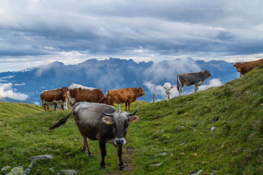 Strasskopf_23-52 | piet_flosse