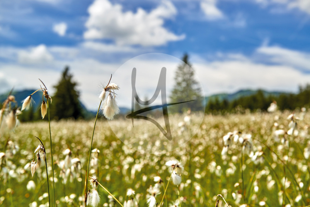 Rehbachtal, Wollgras, Blumenwiesen, Das Tannheimer Tal im Sommer, Landschaft, Tirol, Österreich | Meurer Shop - Realisiert mit Pictrs.com